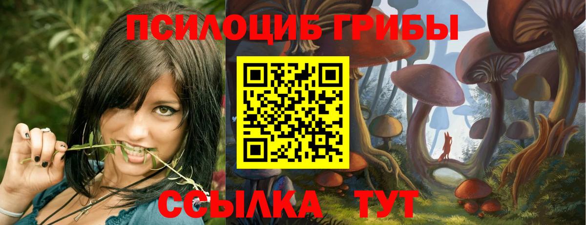 Псилоцибиновые грибы ЛСД  Псилоцибиновые грибы GOLDEN TEACHER  Курчалой  Вход с VPN 